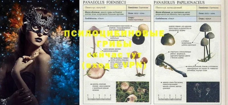 Галлюциногенные грибы Magic Shrooms  Горбатов 